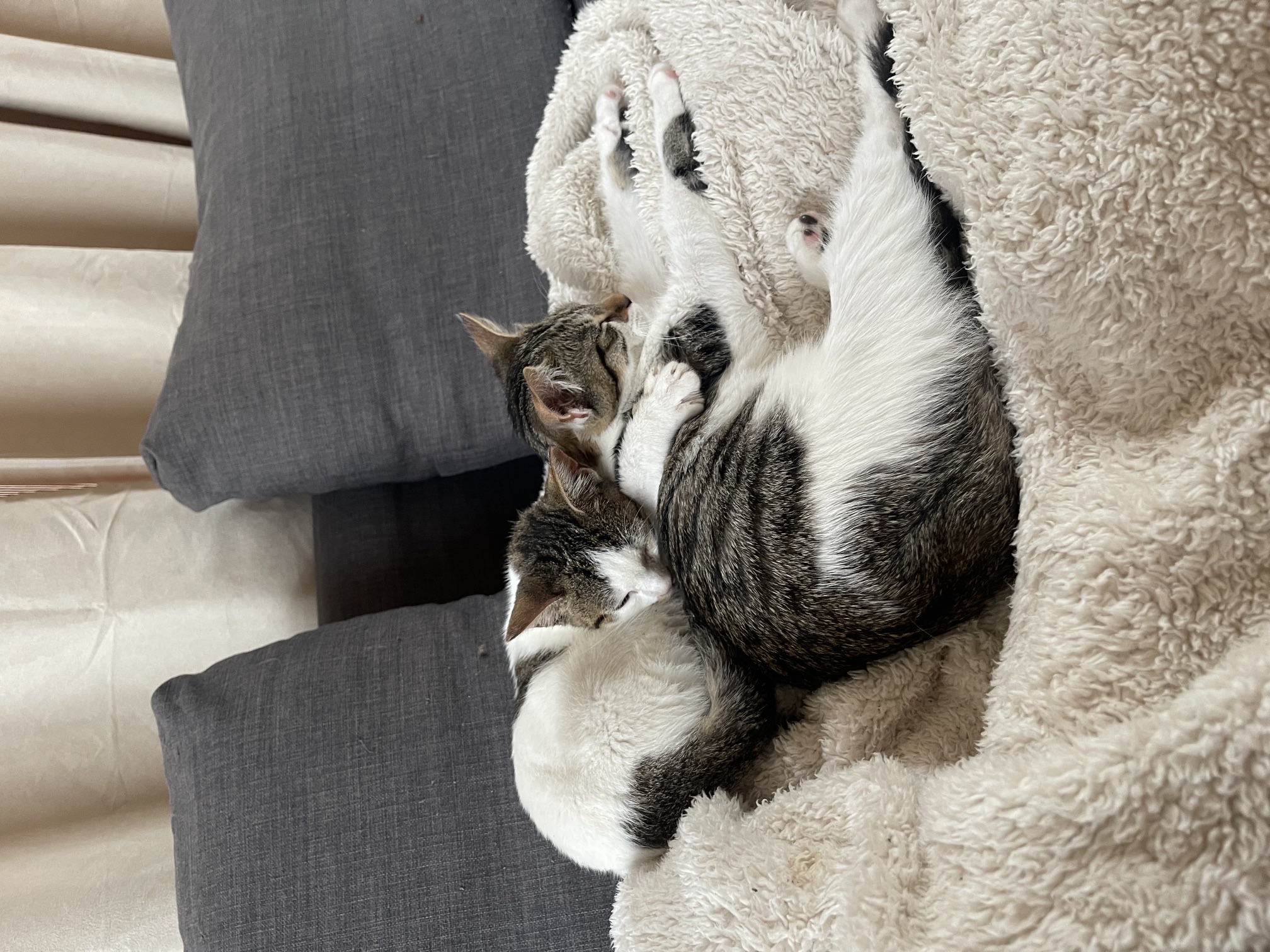 Swiss cat