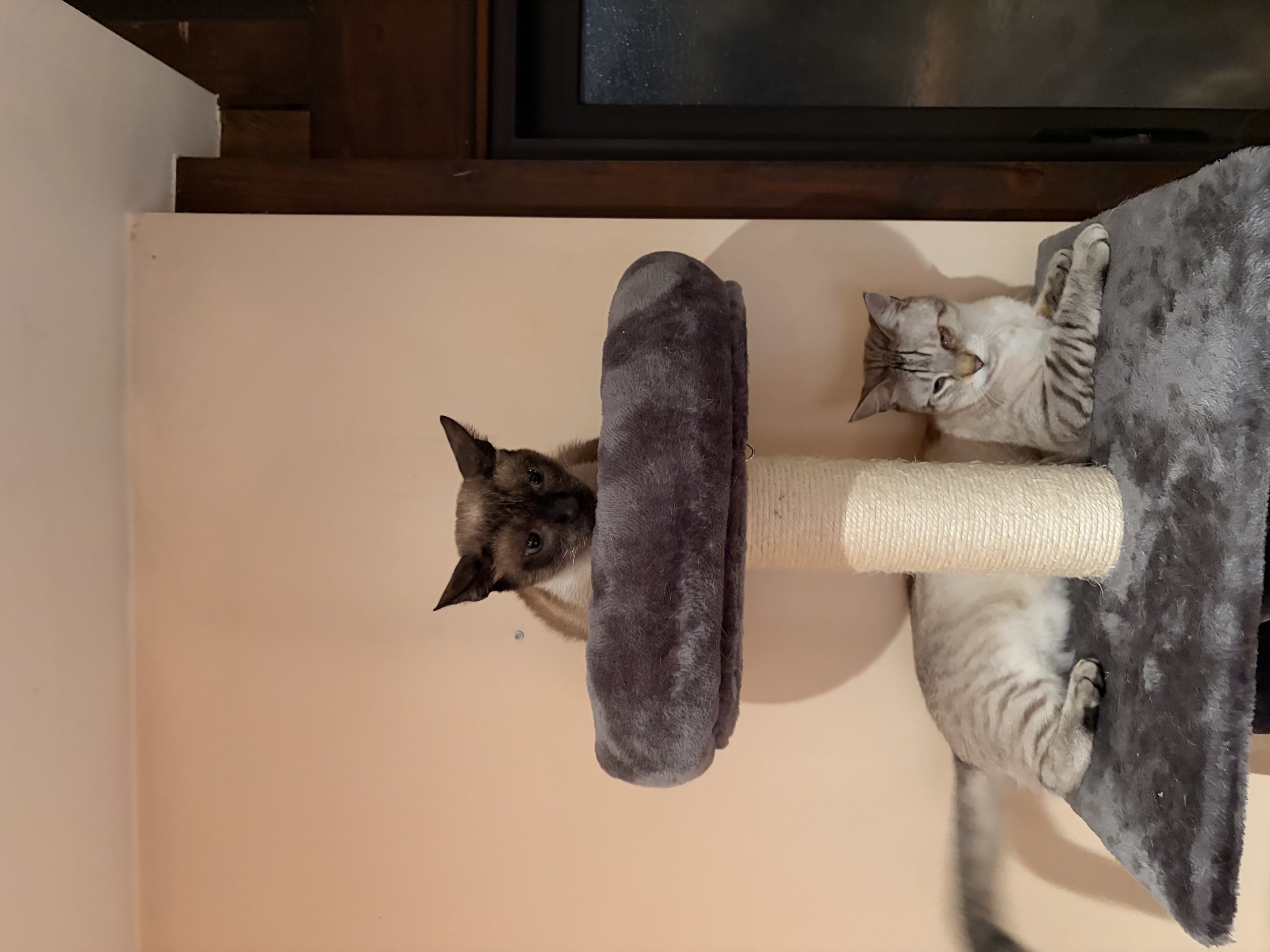 Swiss cat
