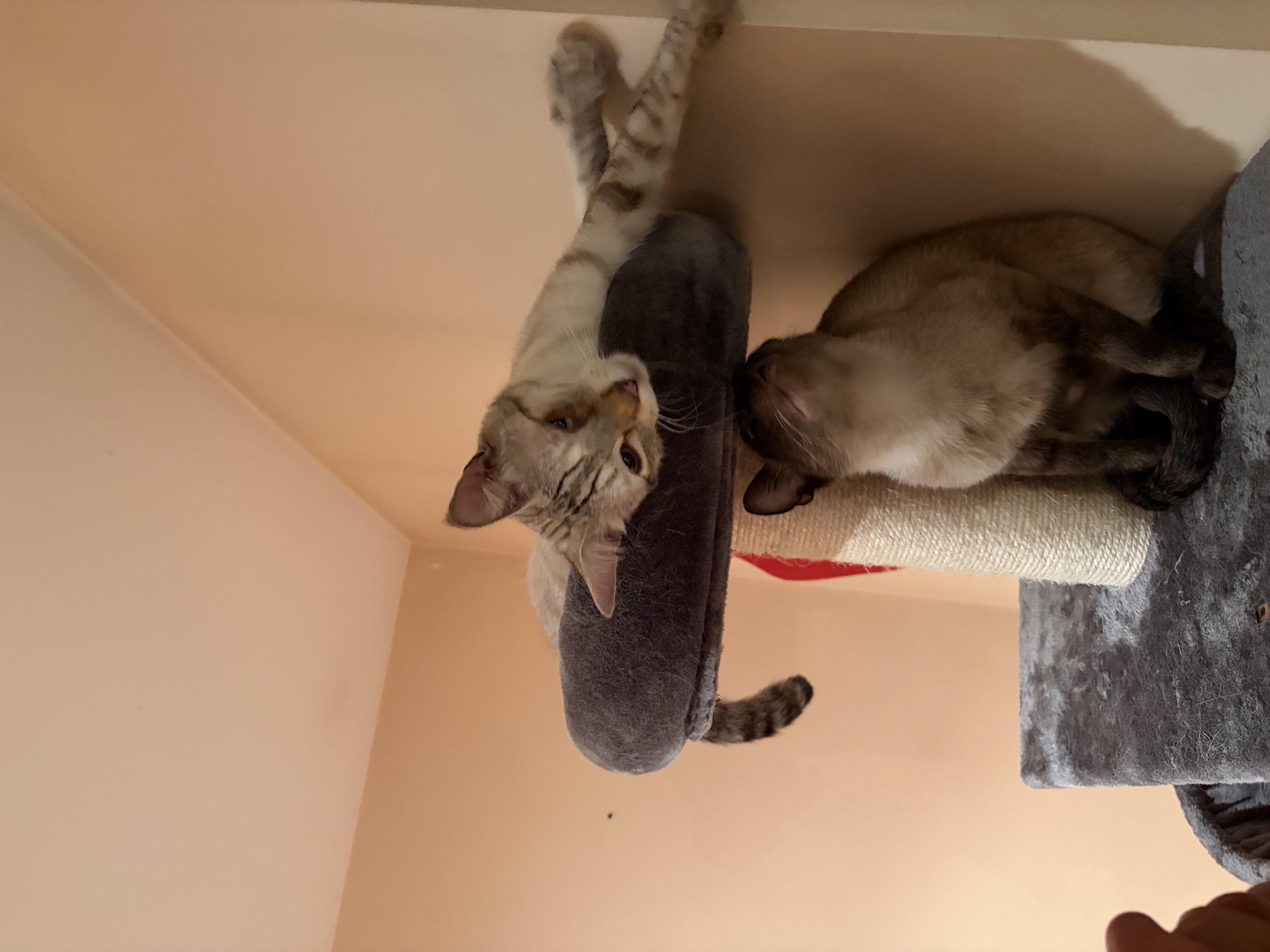 Swiss cat